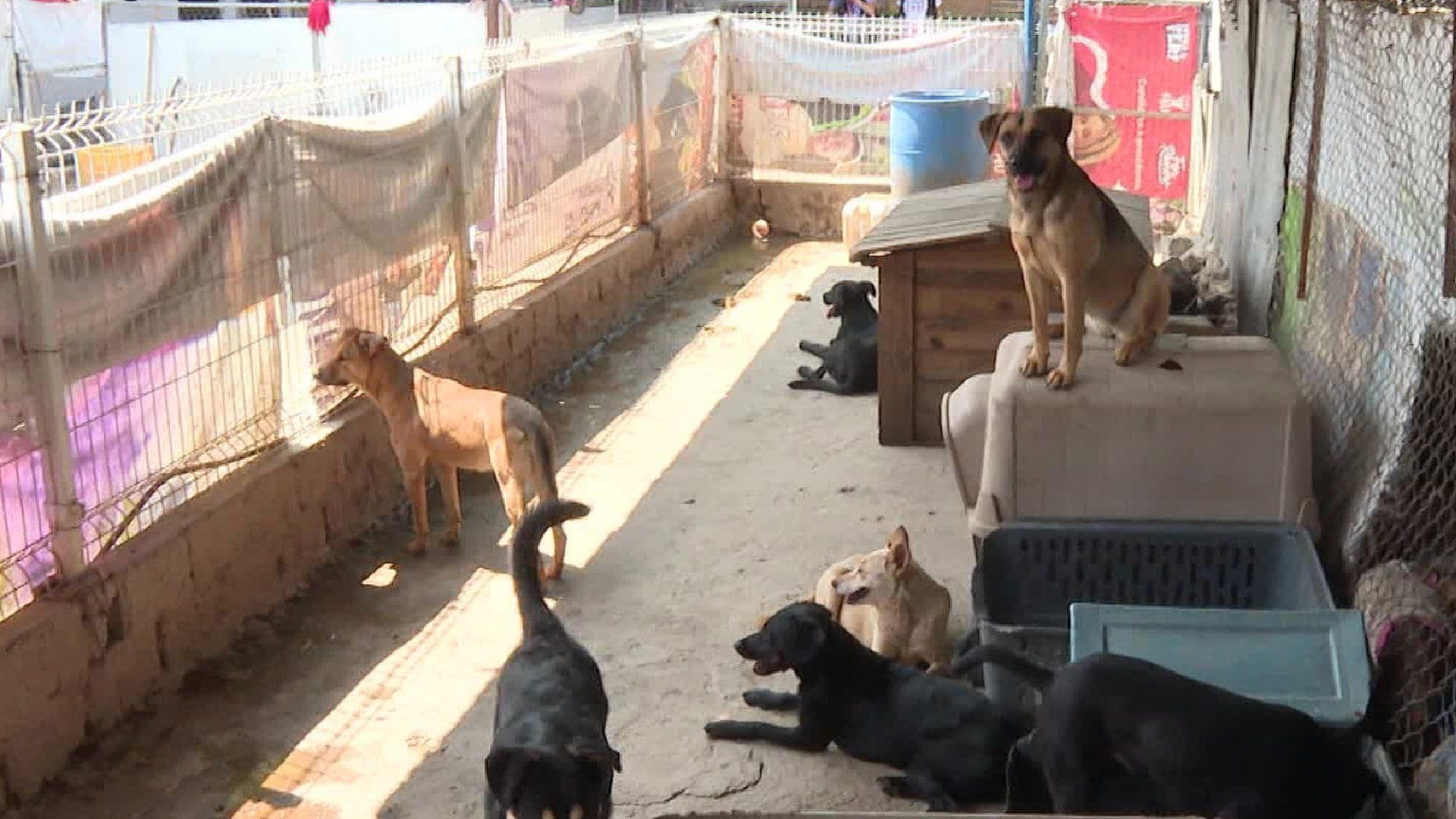 Hay 6 Millones de Perros sin Hogar en Jalisco Pese a Popularidad del ‘Perro Caramelo’