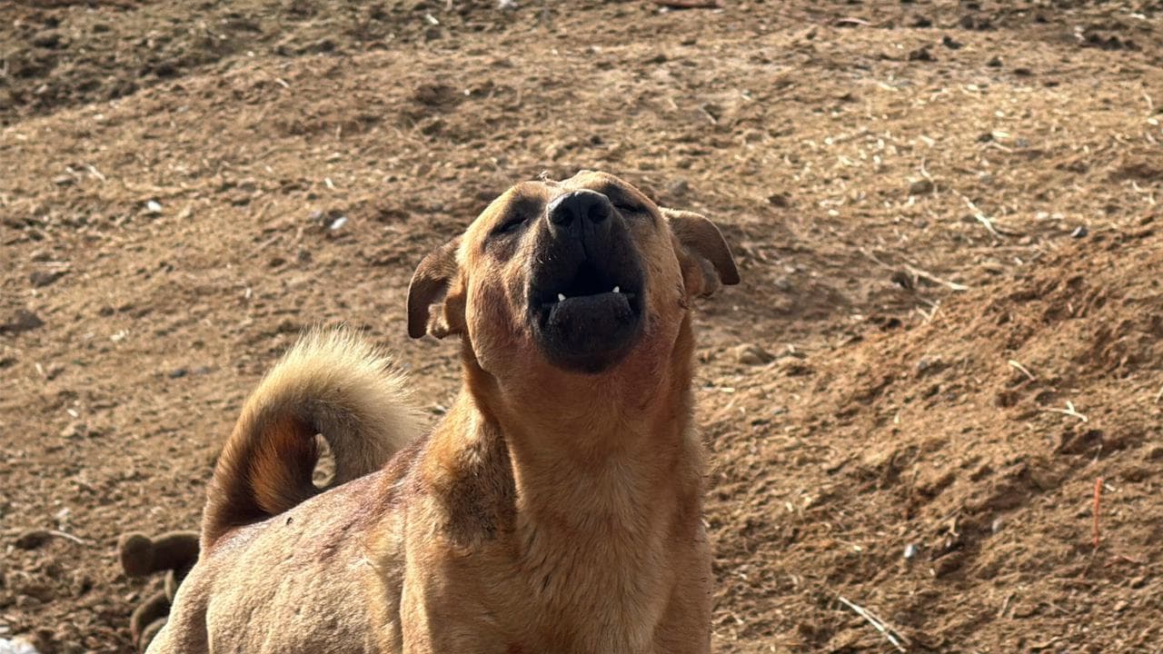 Localizan a Hombre Muerto con Mordeduras de Perros en Ciudad Juárez; Aseguran 7 Canes