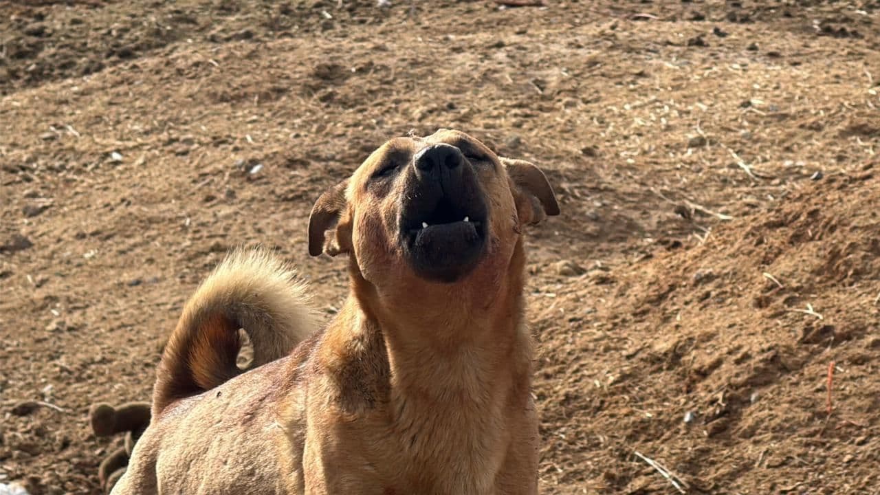 Localizan a Hombre Muerto con Mordeduras de Perros en Ciudad Juárez; Aseguran 7 Canes