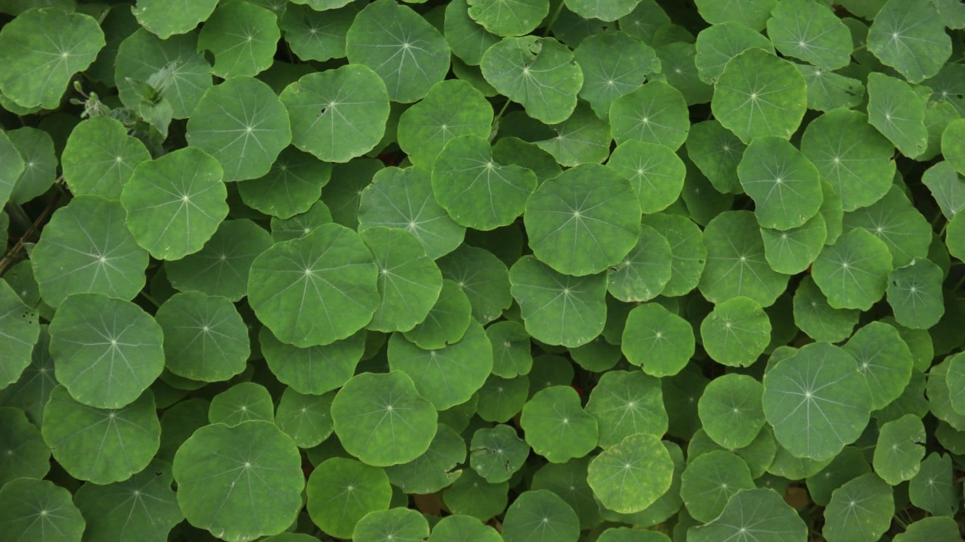 ¿Cuáles Son las Mejores Plantas para Purificar el Aire en Casa Mientras Decoran?
