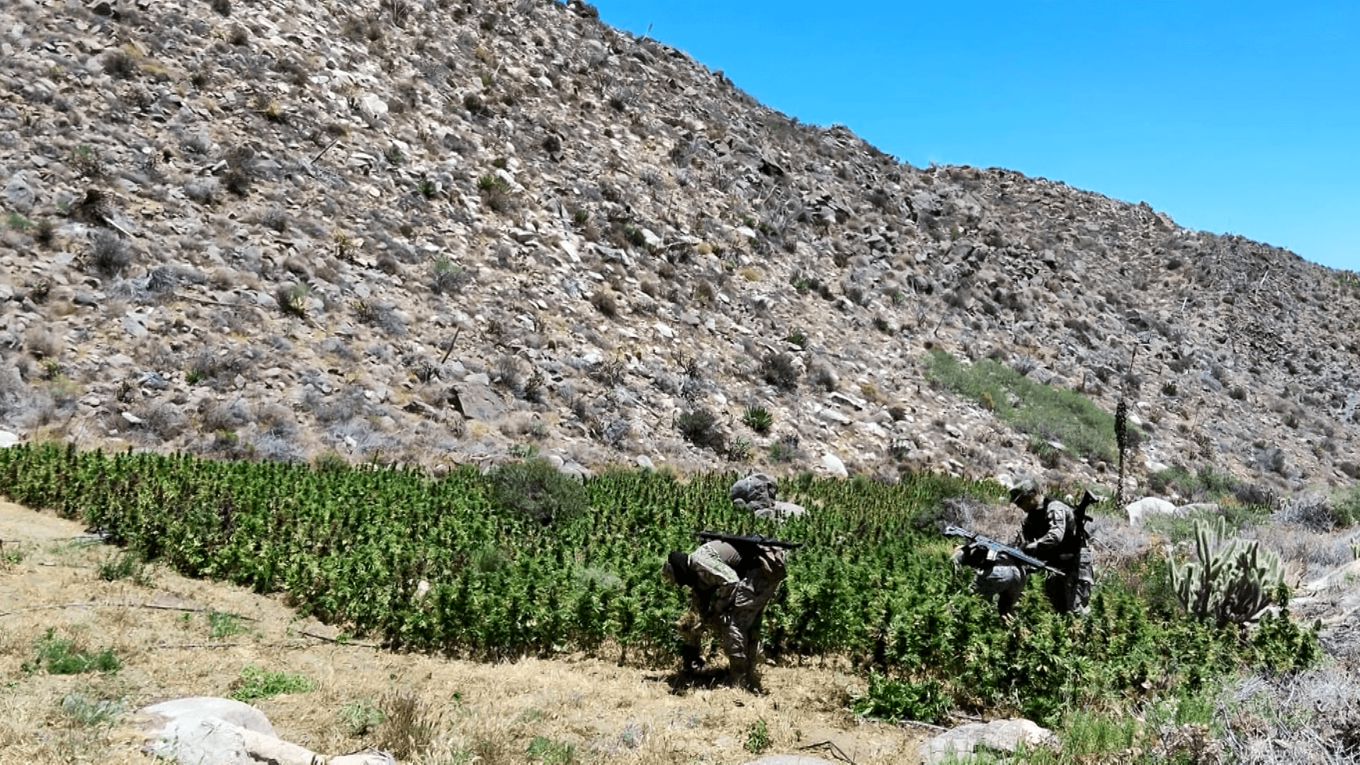 Queman plantios de marihuana Ensenada.Queman plantios de marihuana Ensenada.
