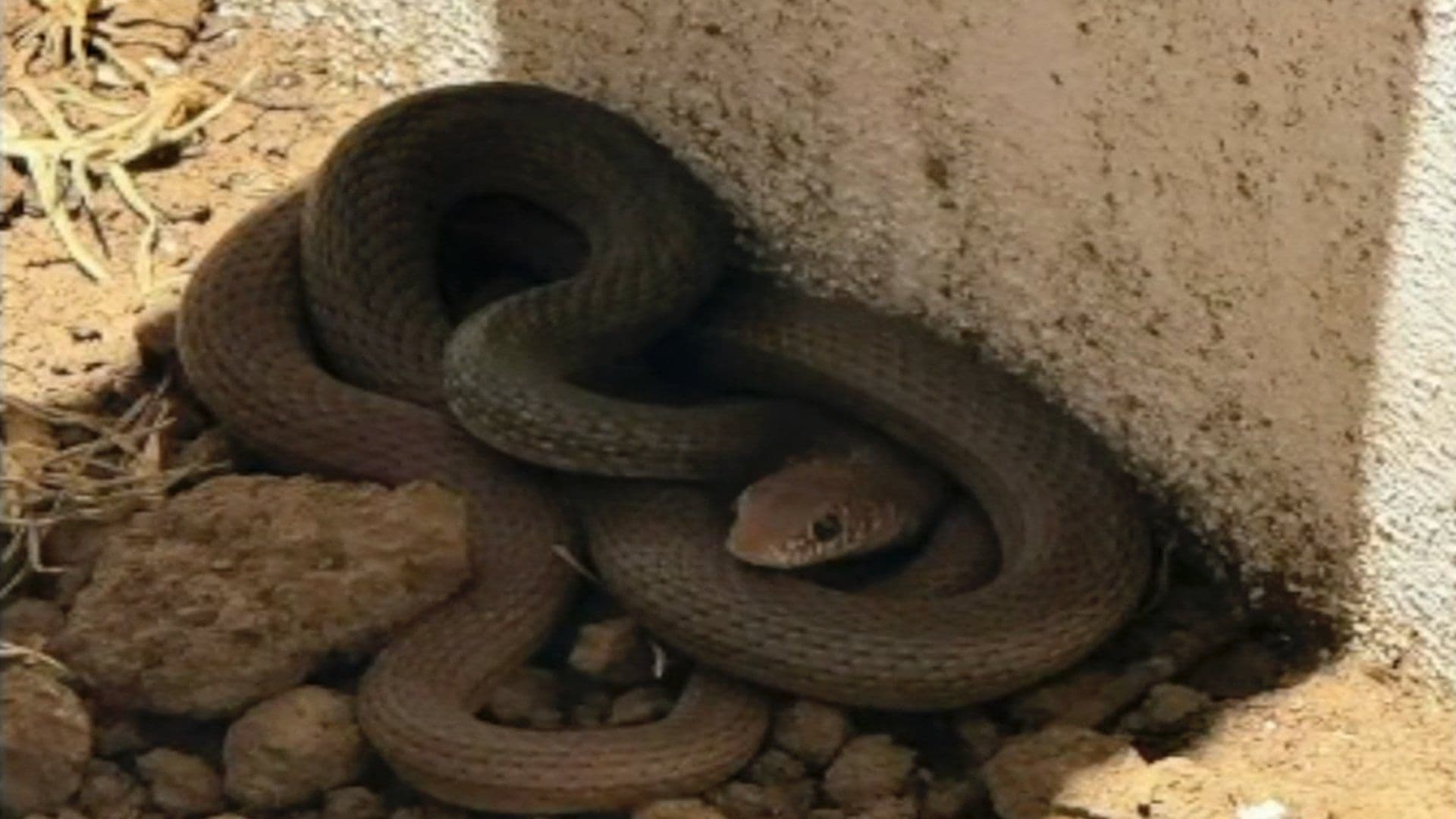 Encuentran Serpiente en el Patio de una Casa de la Colonia Lombardia en León, Guanajuato