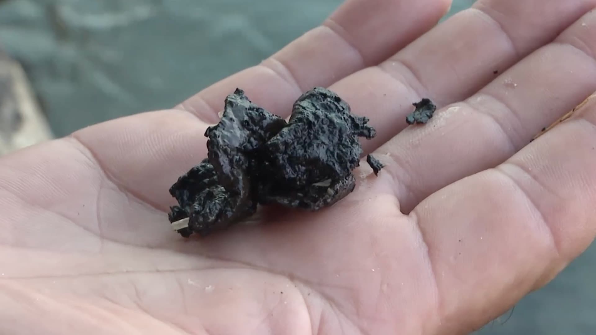 chapopote llega a zona del muelle de pescadores de Veracruz
