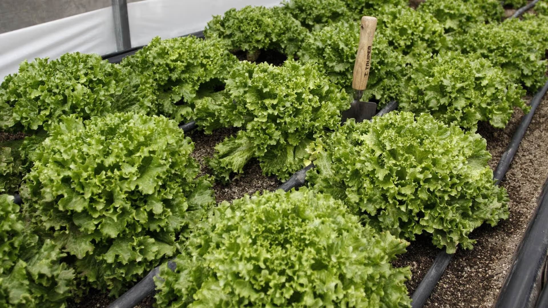 ¿Es de México la Lechuga que Causó Brote de Ciclosporiasis? Ubican a Proveedor de Taco Bell