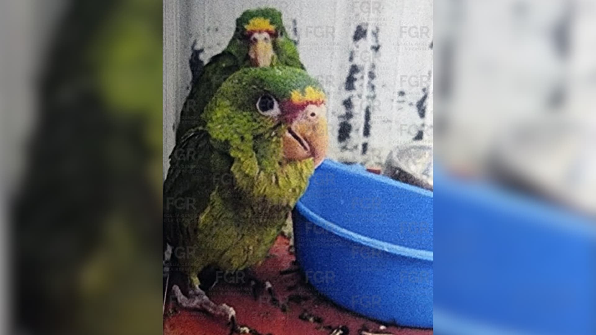 Detienen en Chihuahua a Hombre por Tener Animales en Peligro de Extinción