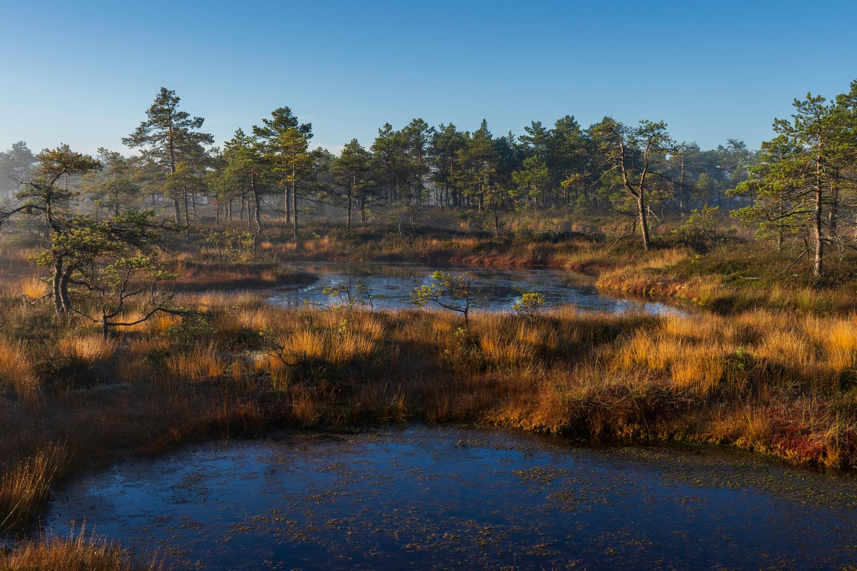 paisaje de bosque