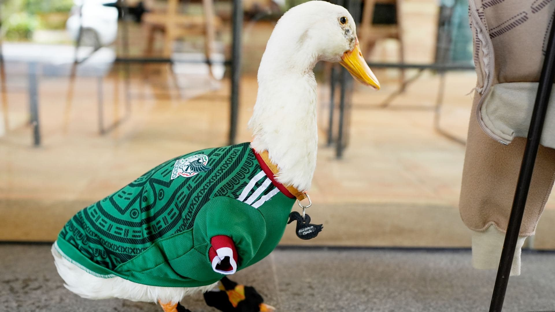 El pato Merlin, con la casaca de la selección de México, frente a un café de la Ciudad de México. Foto: AP