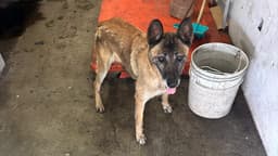 Perro rescatado en vías de la Línea B del Metro CDMX