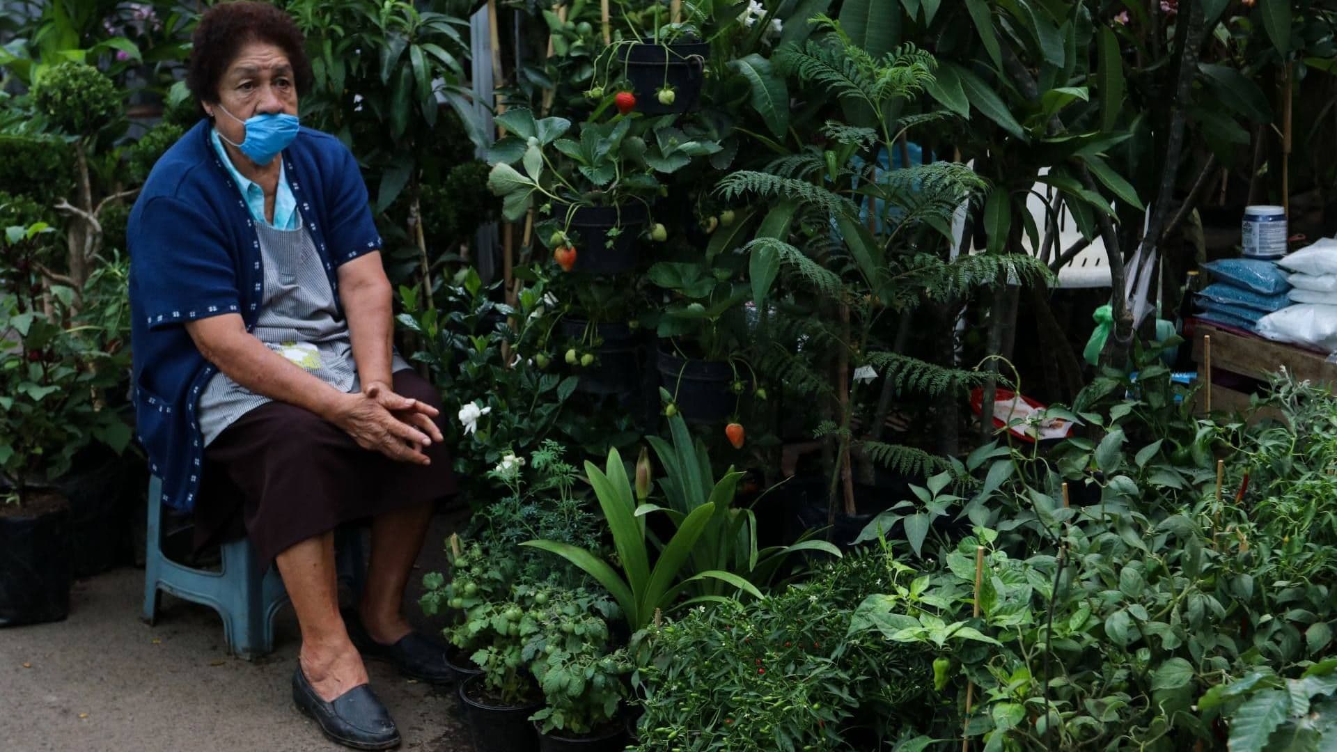 Primer Día del Verano 2026: Las Plantas que Más Sufren Esta Semana y Cómo Salvarlas