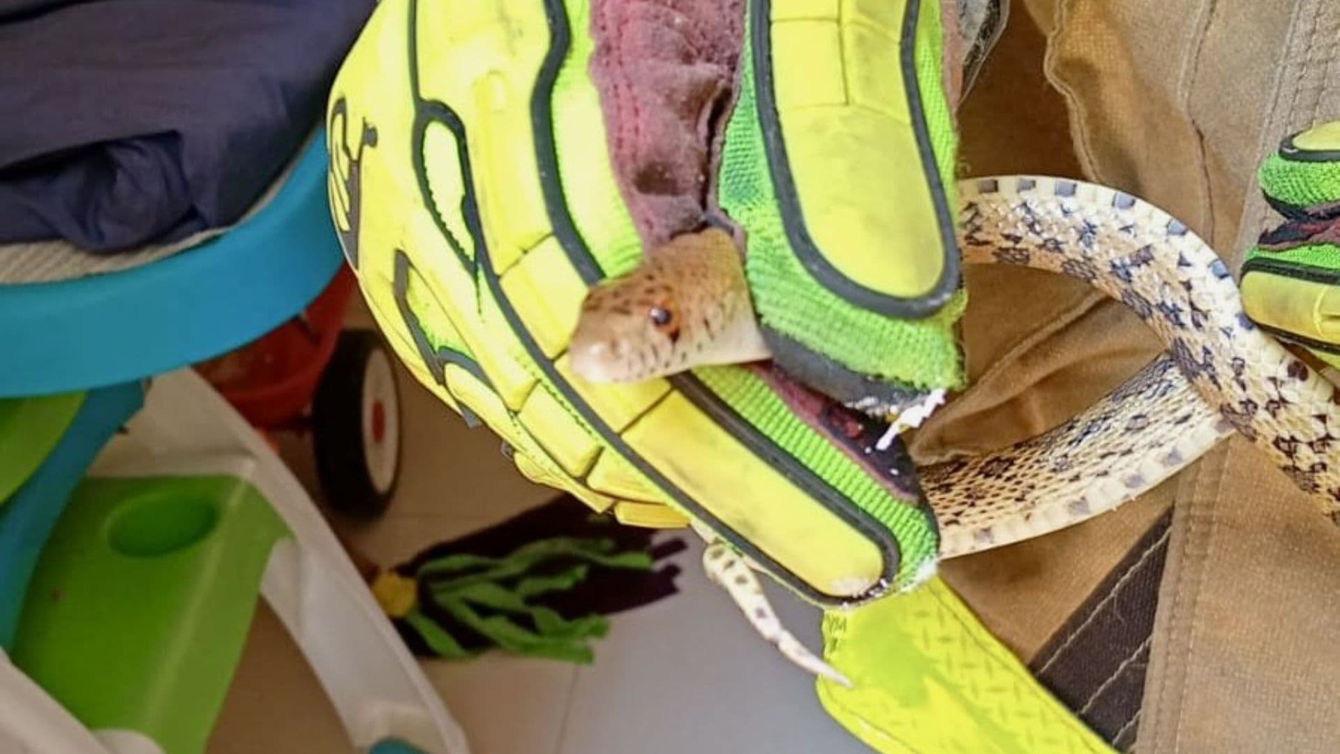 Hallan una Serpiente al Interior de una Vivienda en San Andrés Cholula, Puebla
