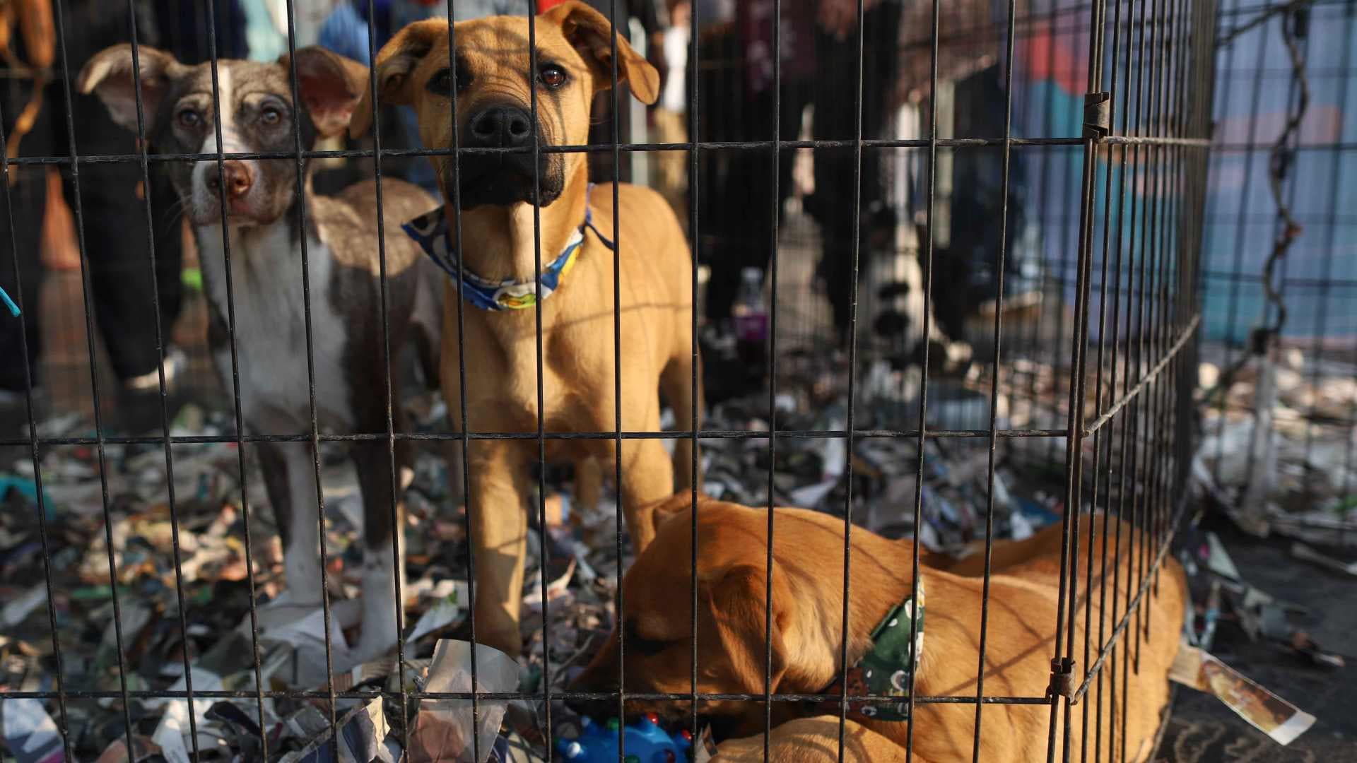 Sacrificio de Miles de Perros en Tecámac Desata Polémica e Indignación