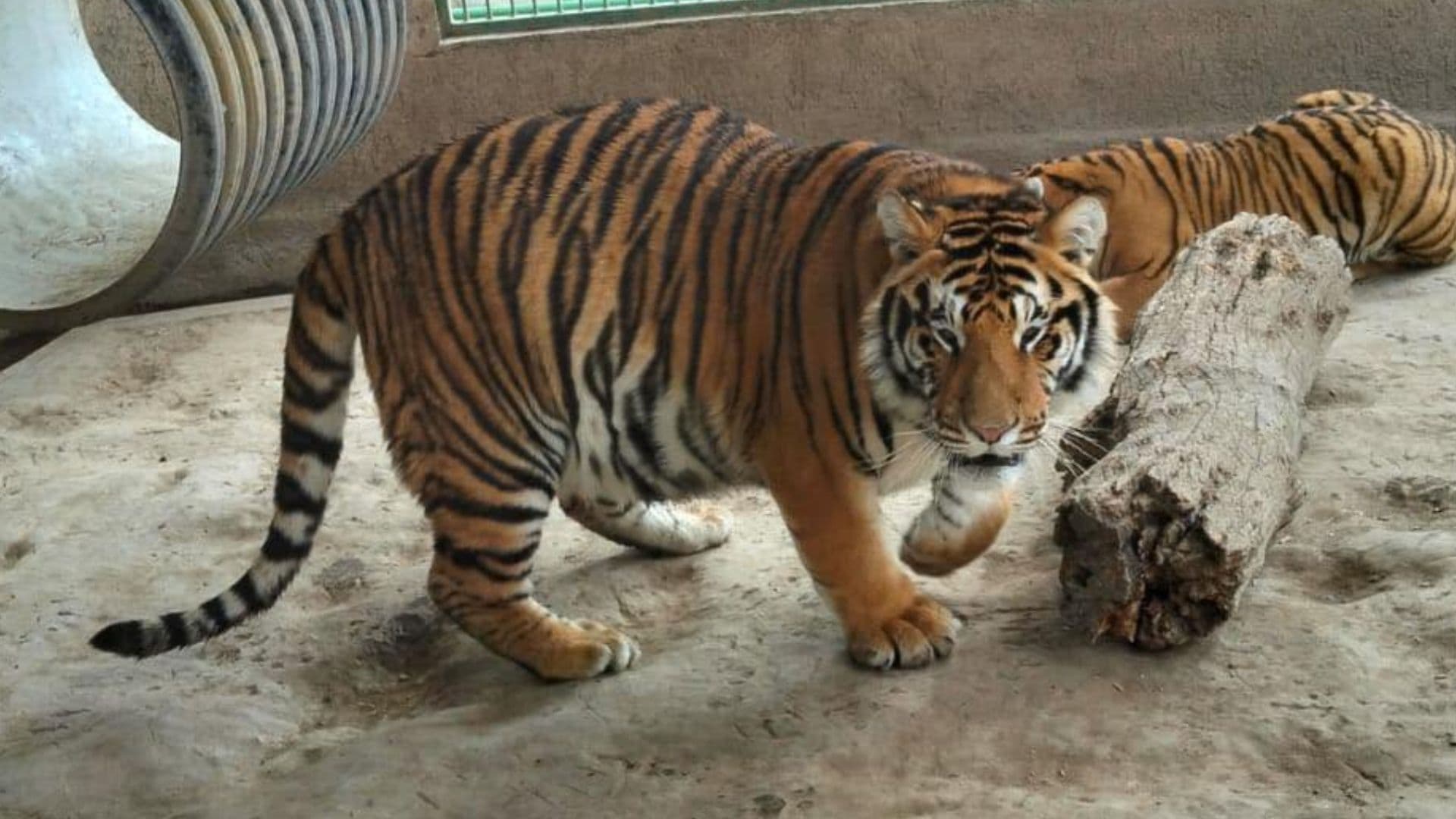 Por Sobrepoblación Analizan Reubicar a Tigres de Bengala en Hidalgo