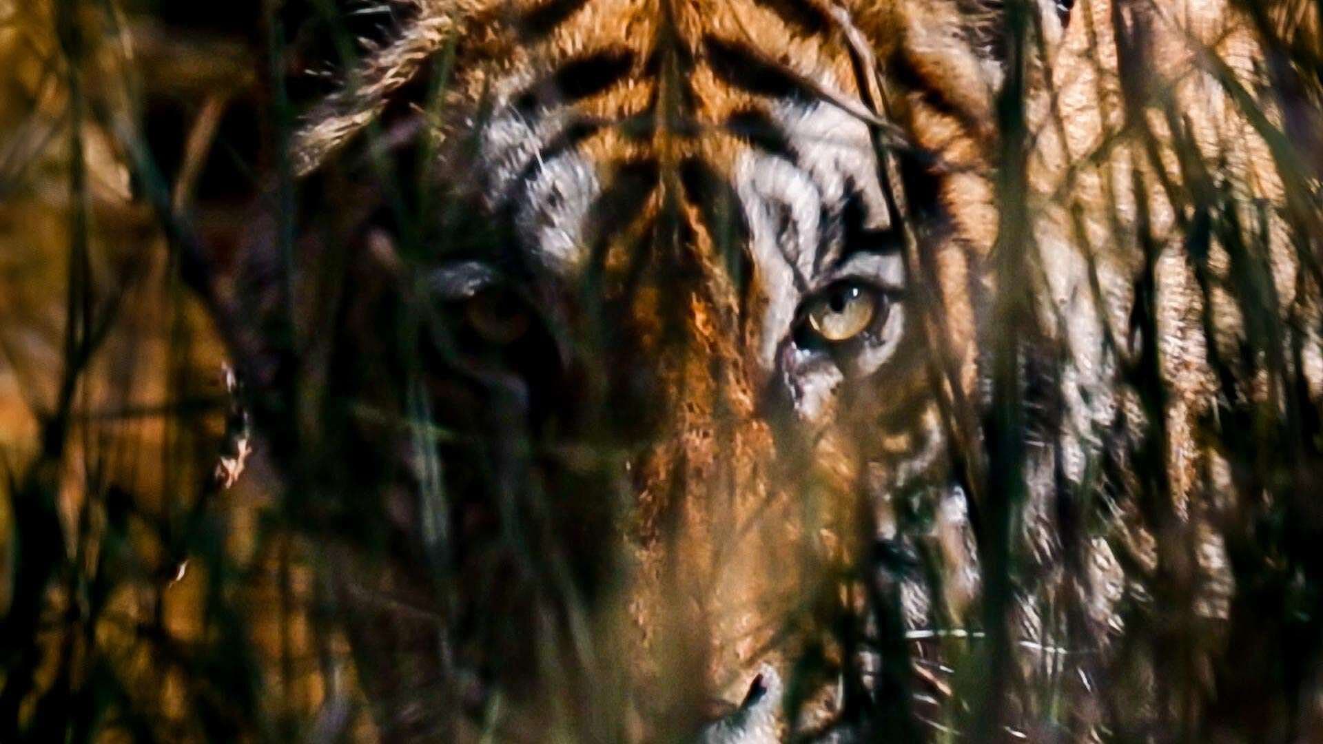 FOTO | Por el Planeta | Kaziranga y Ranthambore: La Vida Silvestre que Protege a la India