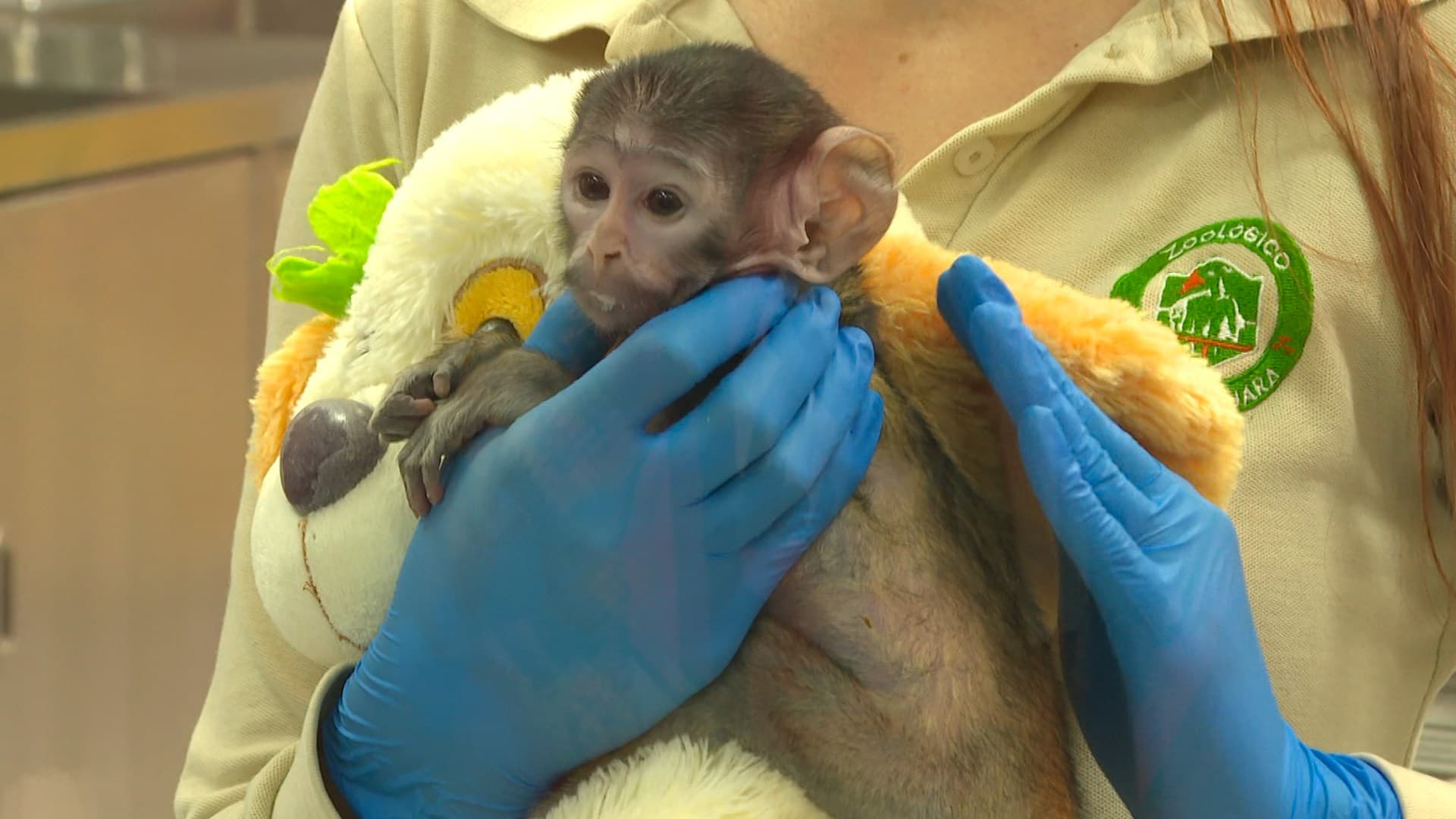 ¿Cuál es la Historia de ‘Yuji’? El Mono Patas Bebé que Vive en el Zoológico de Guadalajara