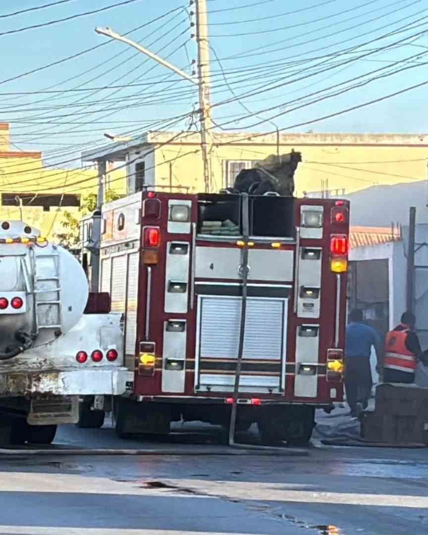 Incendio en Bodega de Almacenamiento de Huevo en Matamoros Moviliza a Bomberos