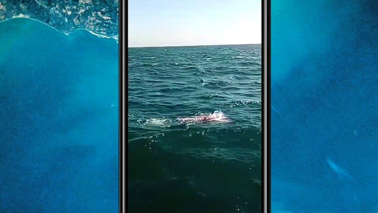 Video Snapshot