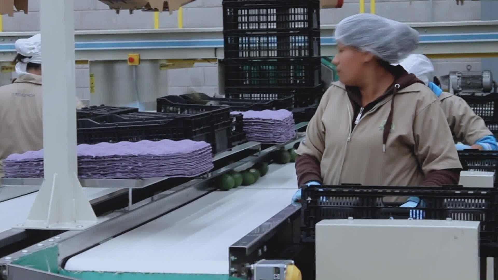 Aguacate jalisciense será exportado a USA gracias a certificación