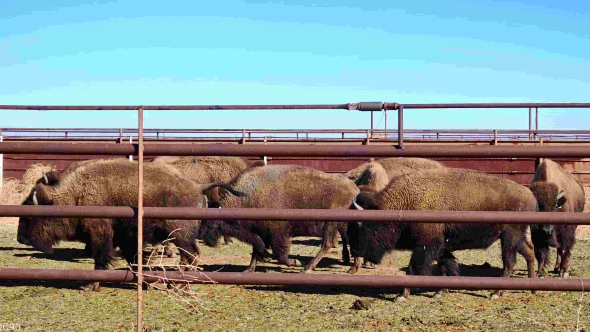 Llega Manada de 29 Bisontes Americanos a Agua Prieta, Sonora; ¿Por Qué Son Importantes?