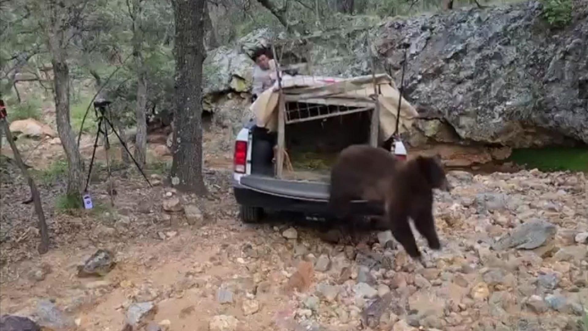 Osa que Deambulaba en Agua Prieta, Sonora Fue Reintegrada a su Hábitat Natural