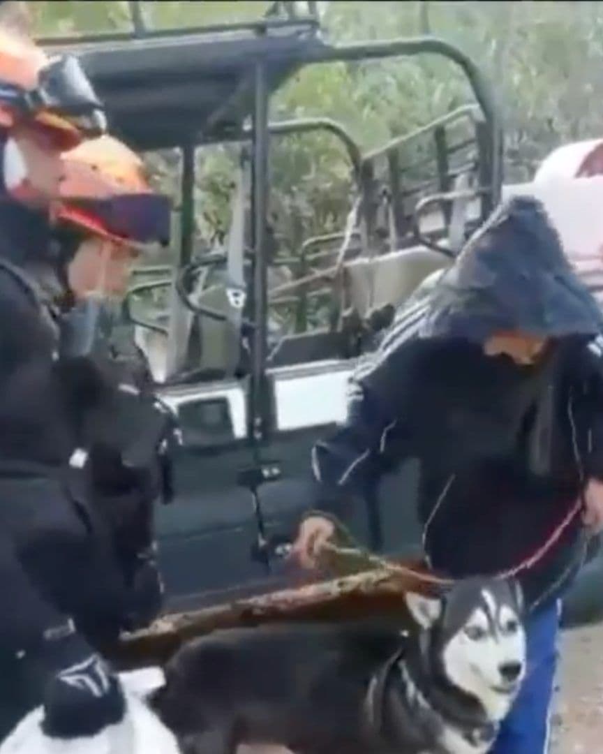 Los rescatistas apoyaron con el descenso de la montaña; y brindaron atención médica al perro.