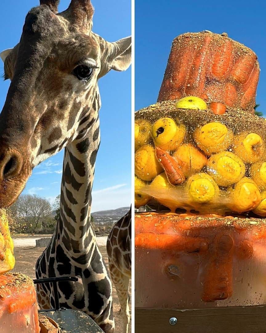 ¿Qué Come La Jirafa Benito en su Nueva Casa? Celebra su Traslado a Puebla con un Pastel