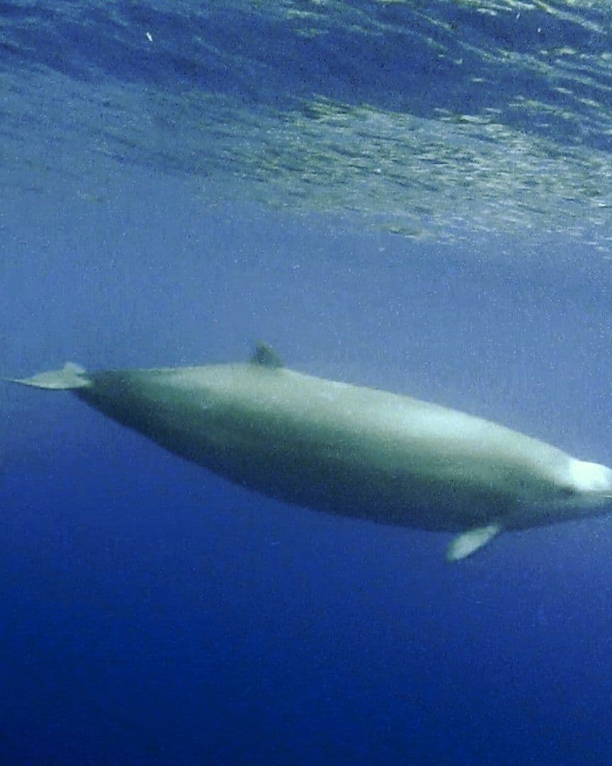 Nueva especie de ballena zifio hallada en Oceanía