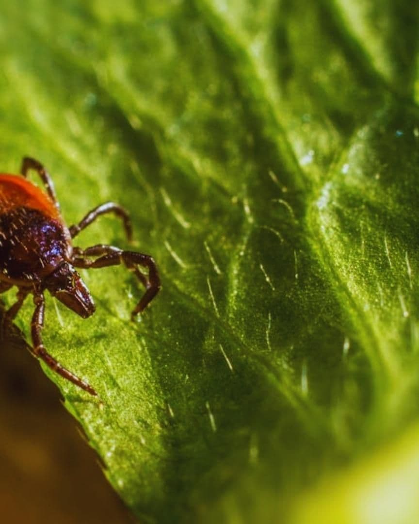 Biólogo Emite Recomendaciones Para los Visitantes| Foto: Pexels