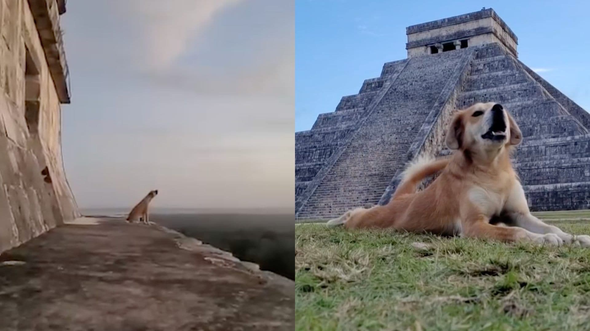Perrito Sube a la Cima de la Pirámide de Kukulkán y Aúlla Mirando Hacia el Cielo en Chichén Itzá