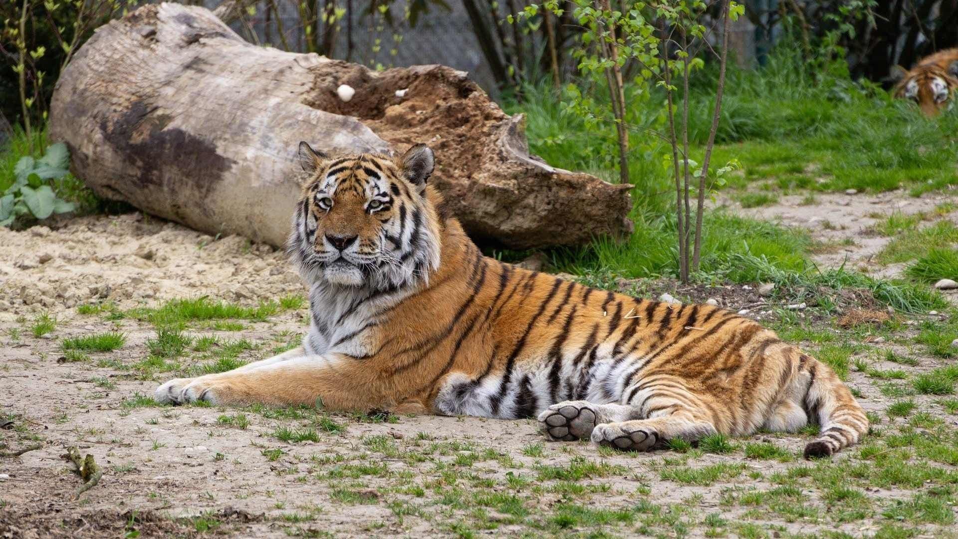 ¡Polémica en Dinamarca! Zoológico Pide Donación de Mascotas para Alimentar a Tigres y Leones