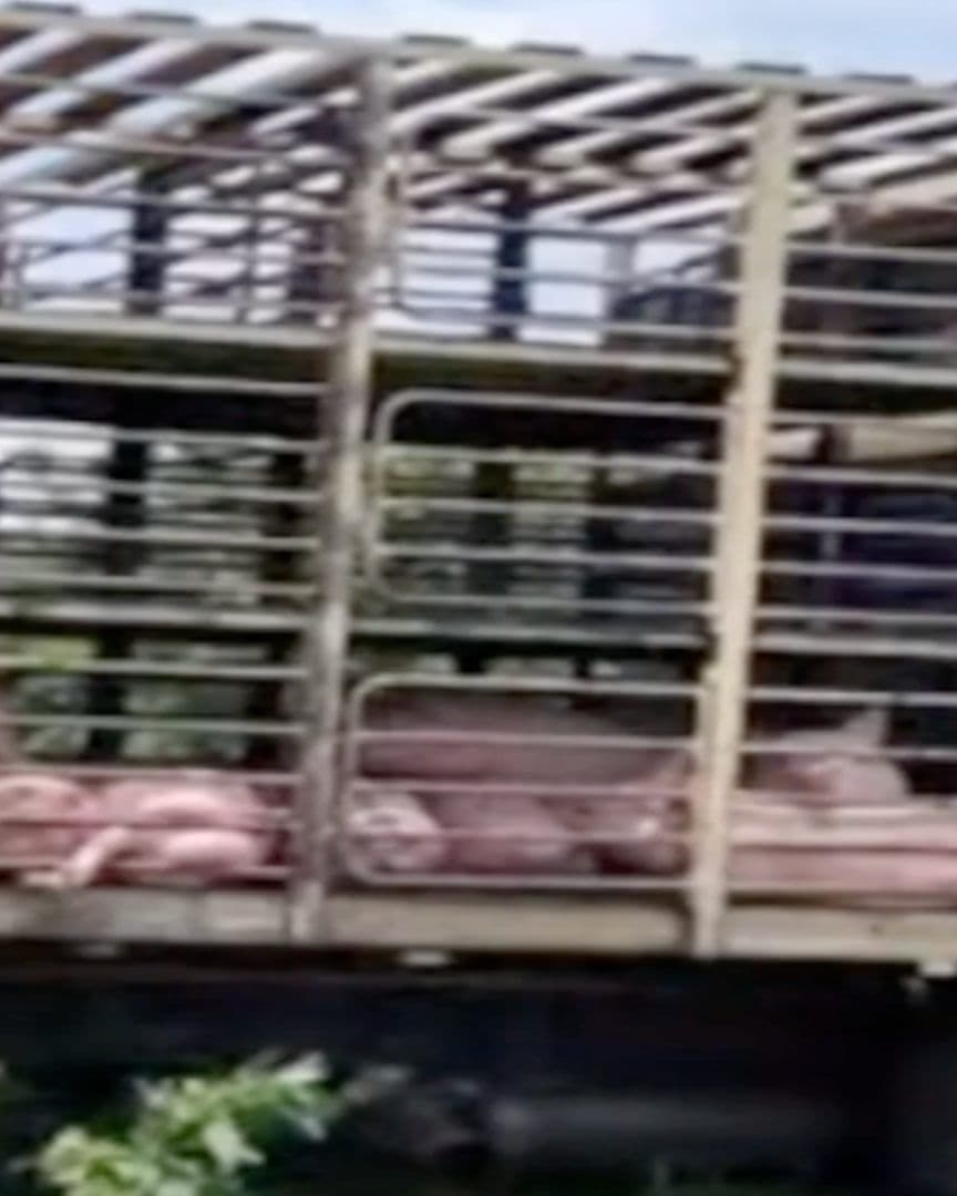 Roban Tráiler con 140 Cerdos en Abasolo Guanajuato; Logran Recuperarlo