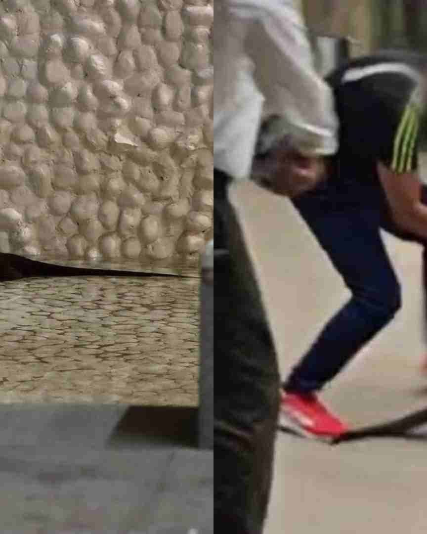 Capturan Nutria en Plaza Comercial de La Riviera Veracruzana en Boca del Río Veracruz