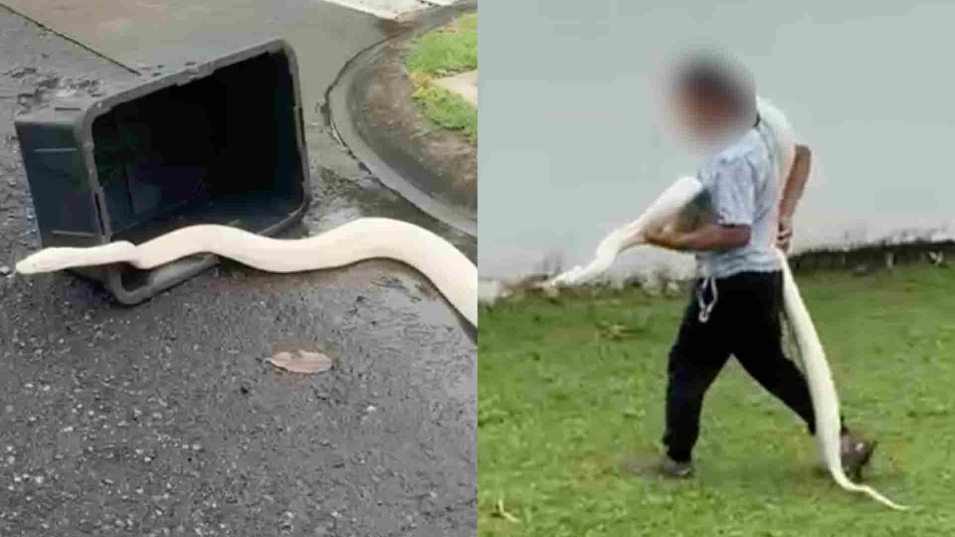 Capturan Boa Albina de Gran Tamaño en la Riviera Veracruzana en Alvarado, Veracruz