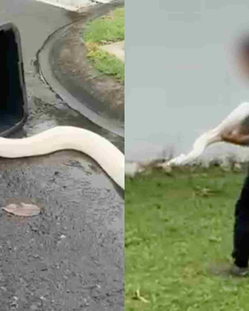 Capturan Boa de Gran Tamaño en Fraccionamiento Riviera Veracruzana de Alvarado Veracruz