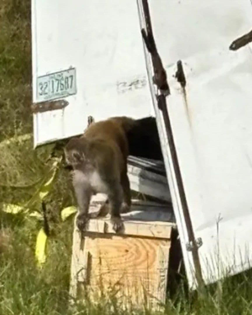 Mono Escapa, Luego de Accidente de Camión en Mississippi, Estados Unidos