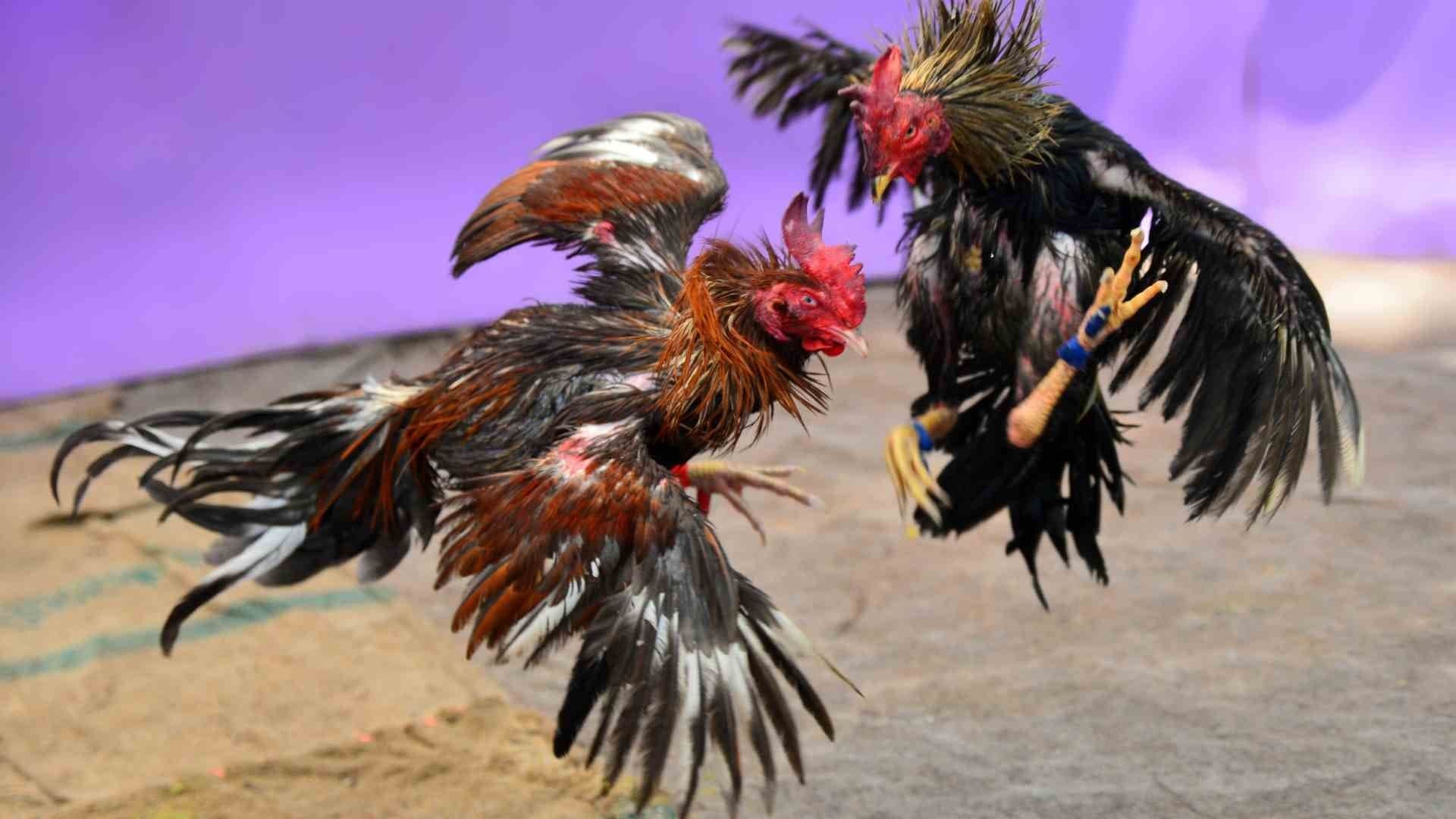 No Habrá Pelea de Gallos en el Palenque de la Feria Internacional de Querétaro 2025
