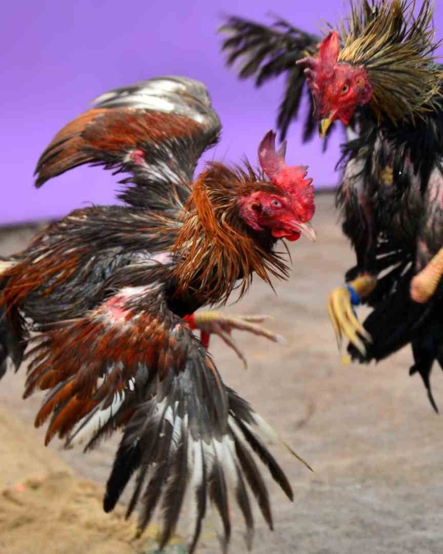 Suspenden Peleas de Gallos en Feria 2025 de Querétaro