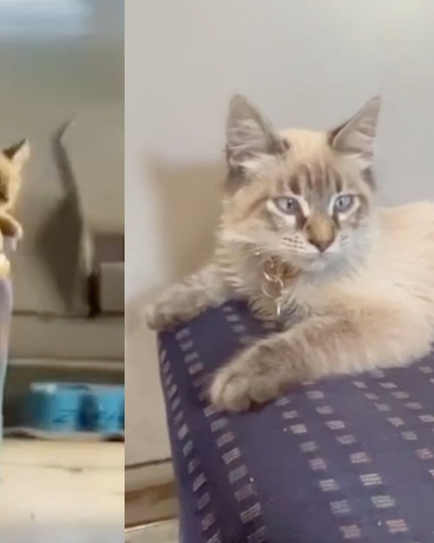 Gato Zafiro Fue Robado Michi Cobrador Viral de Ruta JBS Los Morados Puebla