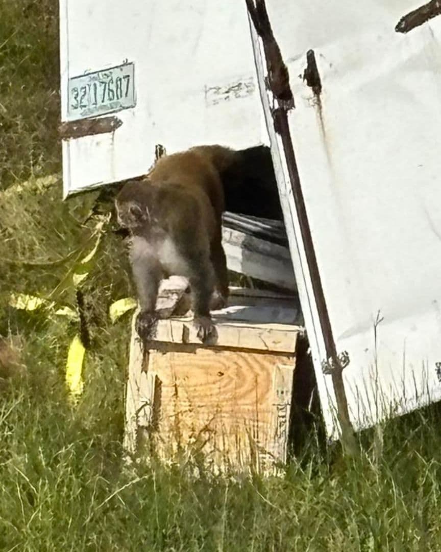 Matan a Dos de los Tres Monos Fugados Tras Volcadura de Camión en Mississippi, EUA