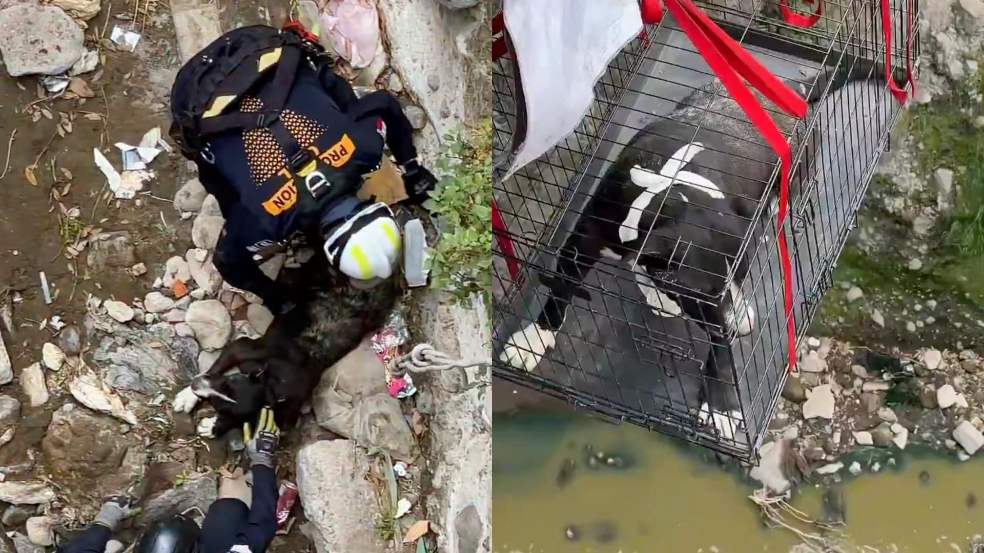 Rescatan a Perrito que Cayó al Fondo de una Barranca de Puebla Capital