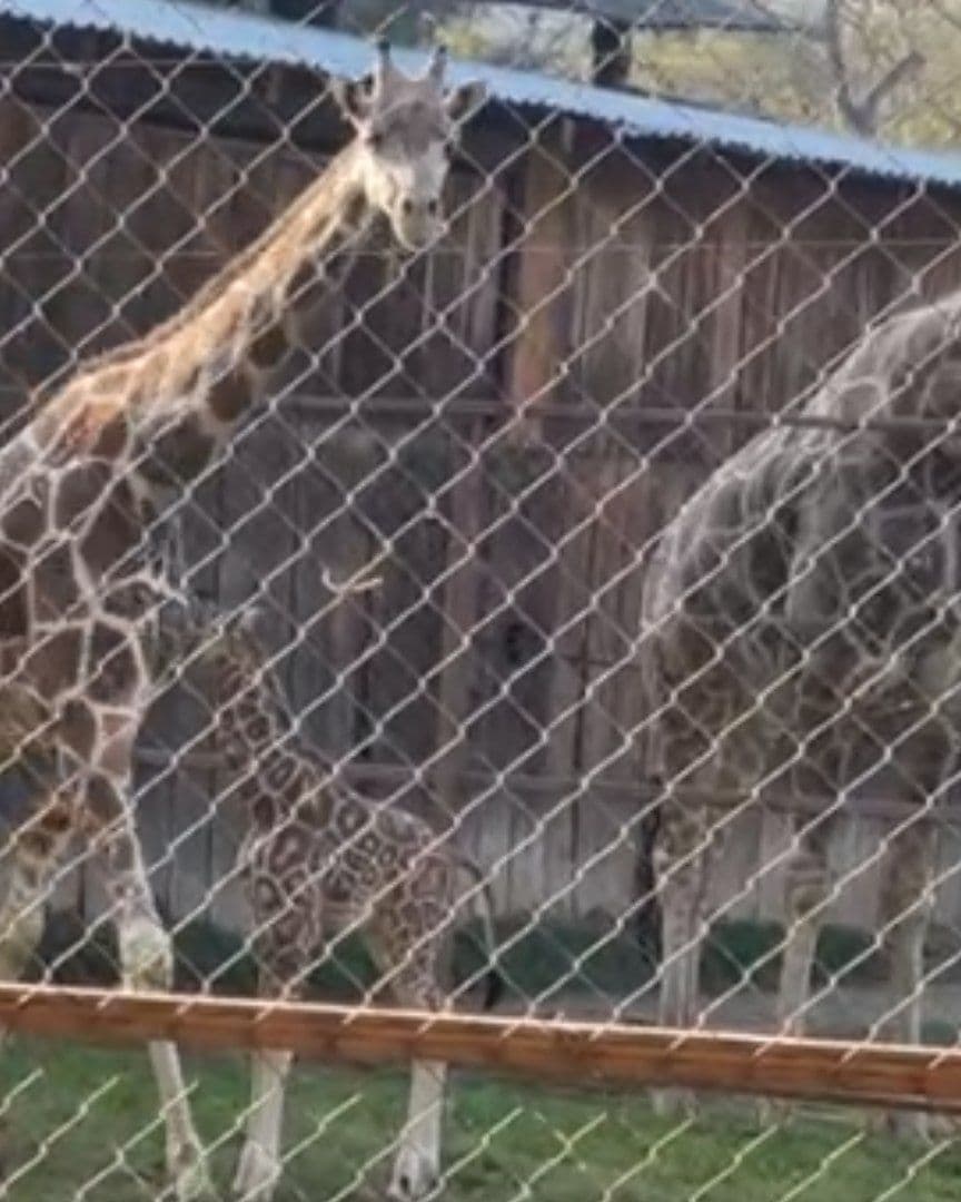 Tres jirafas, una de ellas recién nacida.