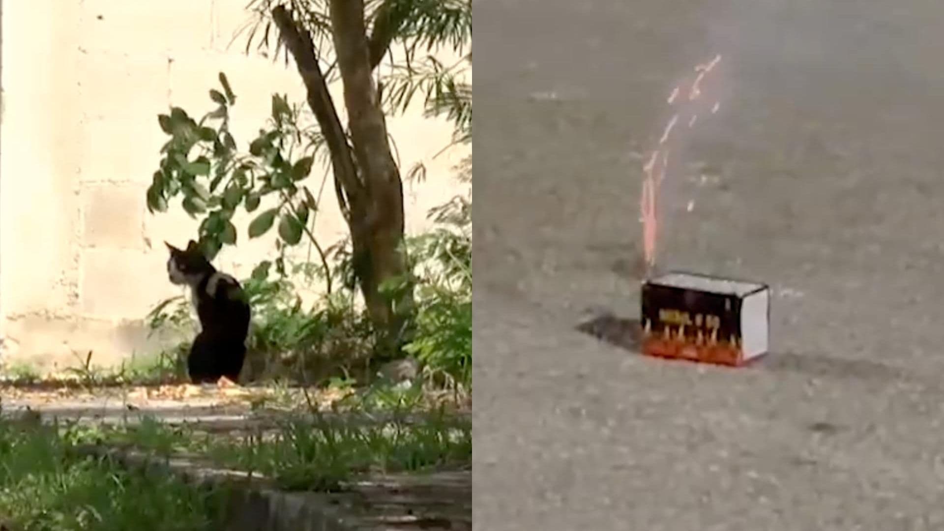 Amarran Pirotecnia a un Gato y Muere tras la Explosión en Mérida, Yucatán