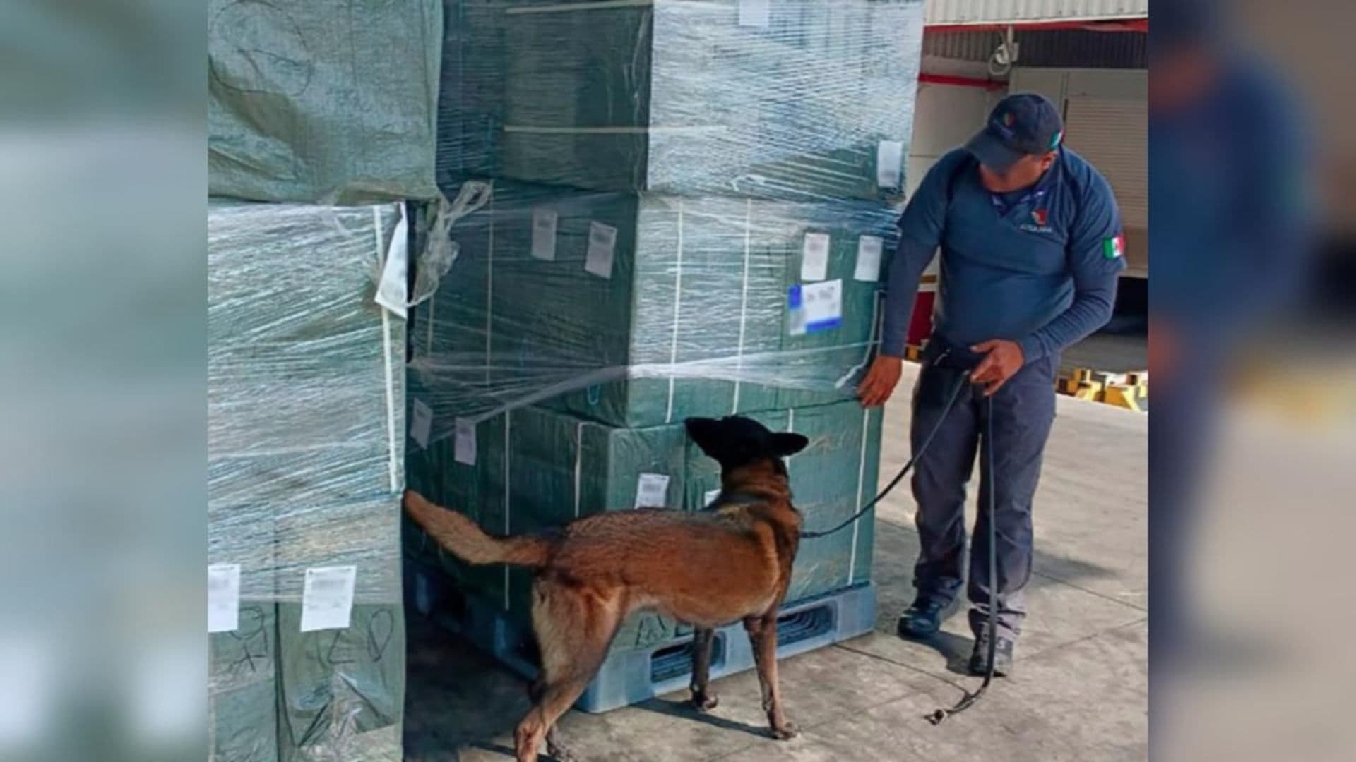 Decomiso Millonario en el AICM: Aseguran Casi 20 Toneladas de Tabaco Ilegal Procedente de Japón