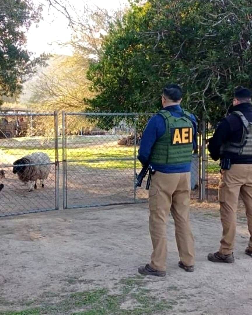 Rescatan a Perra y Borrego Víctimas de Presunto Maltrato Animal en el Testerazo, Tecate