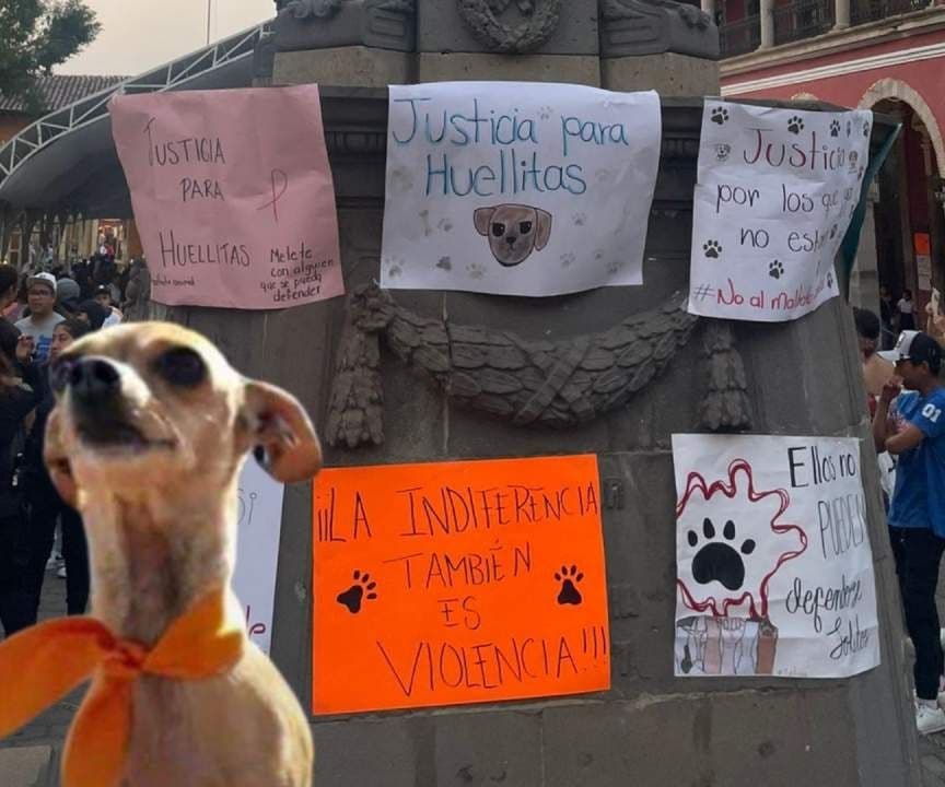 Justicia para ‘’Huellitas’’ Perrito Asesinado por Alumna en Puebla