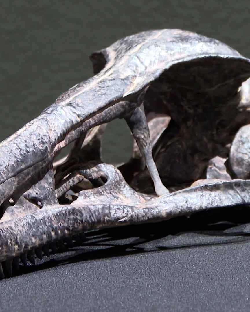 Presentan "Xenovenator Espinosai", Nueva Especie de Dinosaurio Descubierta en Coahuila
