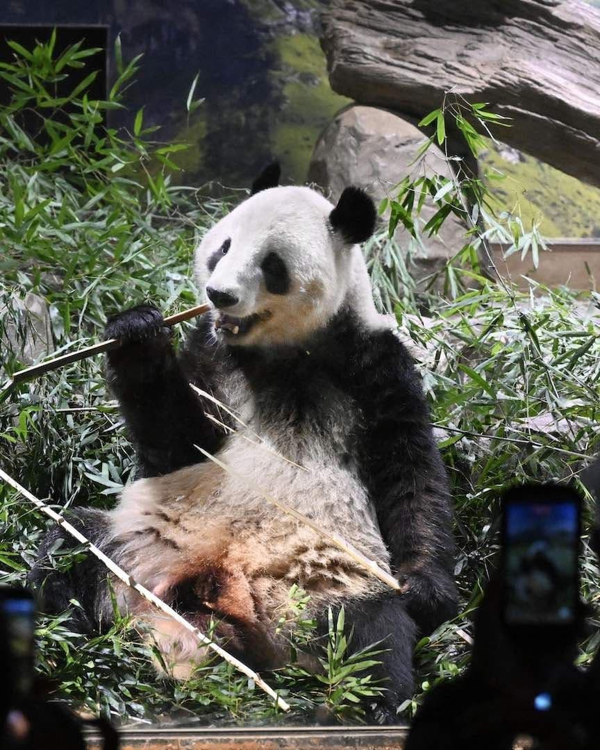 Miles acuden a despedirse de los dos últimos pandas que había en Japón antes de su regreso a China