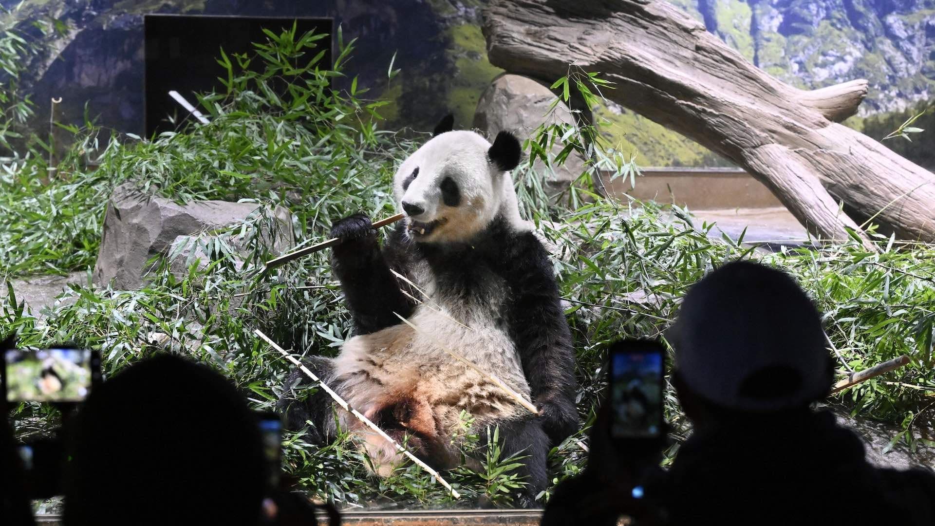 Japón Despide a Sus Dos Últimos Pandas en Medio de Tensiones con China