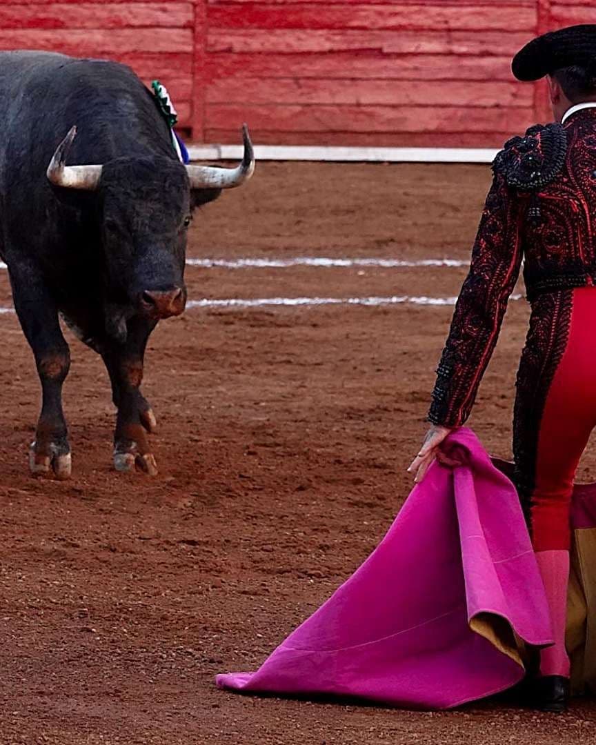 El Pleno de la Corte analizó un reglamento que prohibía corridas de toros y peleas de gallos. Foto: Cuartoscuro | Archivo