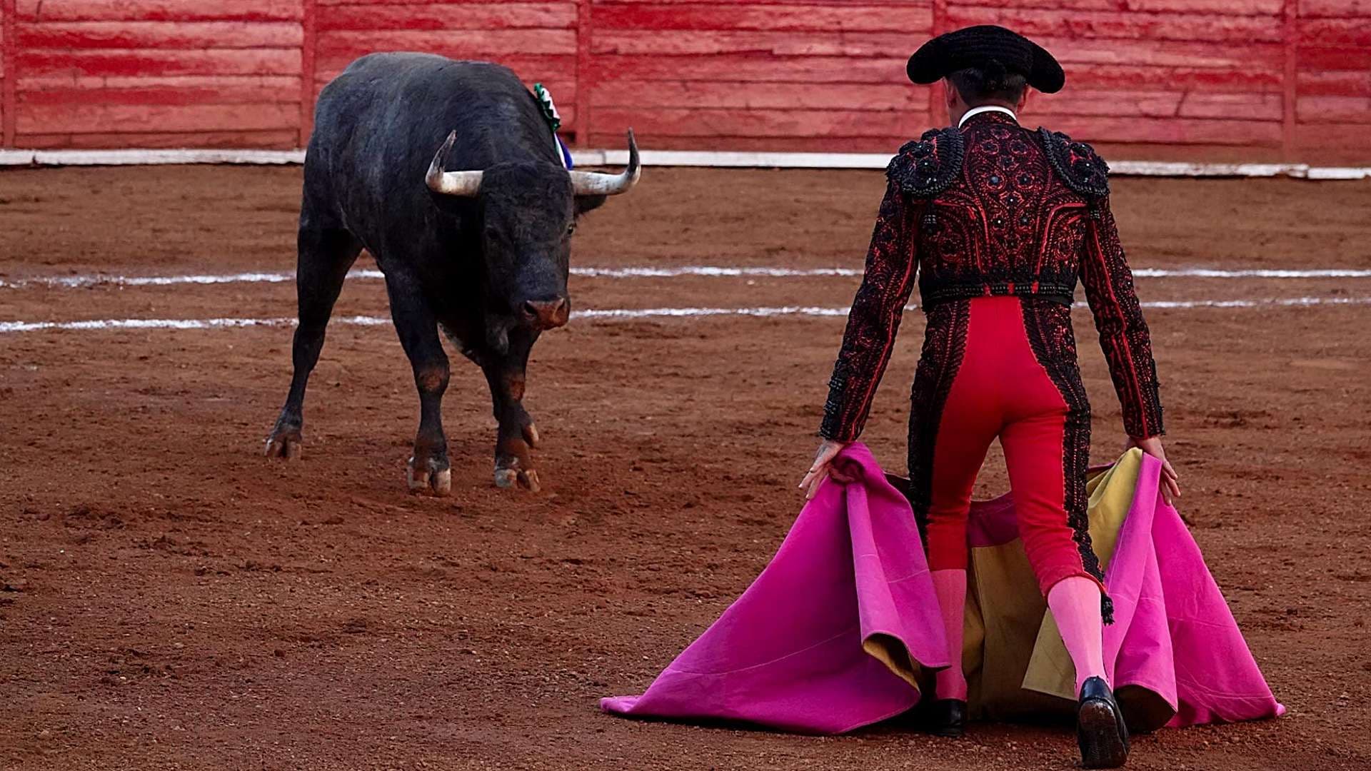 SCJN Invalida Reglamento de Tepic que Prohibía Corridas de Toros y Peleas de Gallos