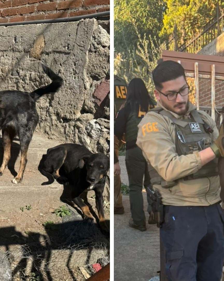 Rescatan a Tres Perros en Condiciones Extremas de Abandono tras Cateo en Predio de Tecate